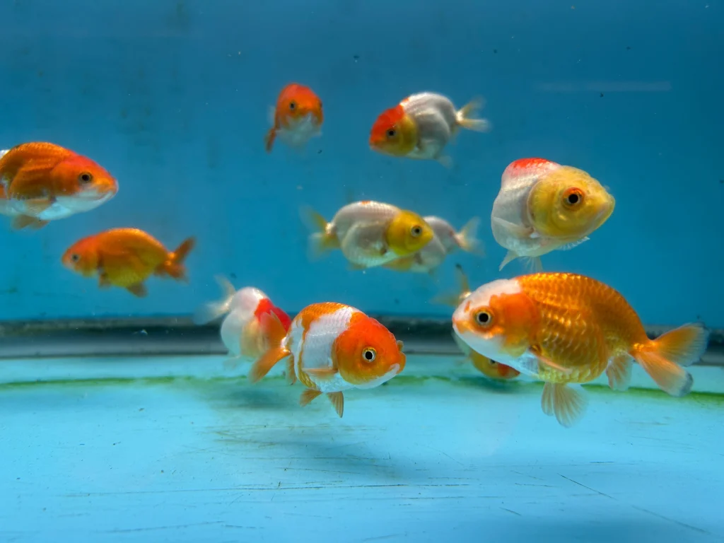 ranchu goldfish