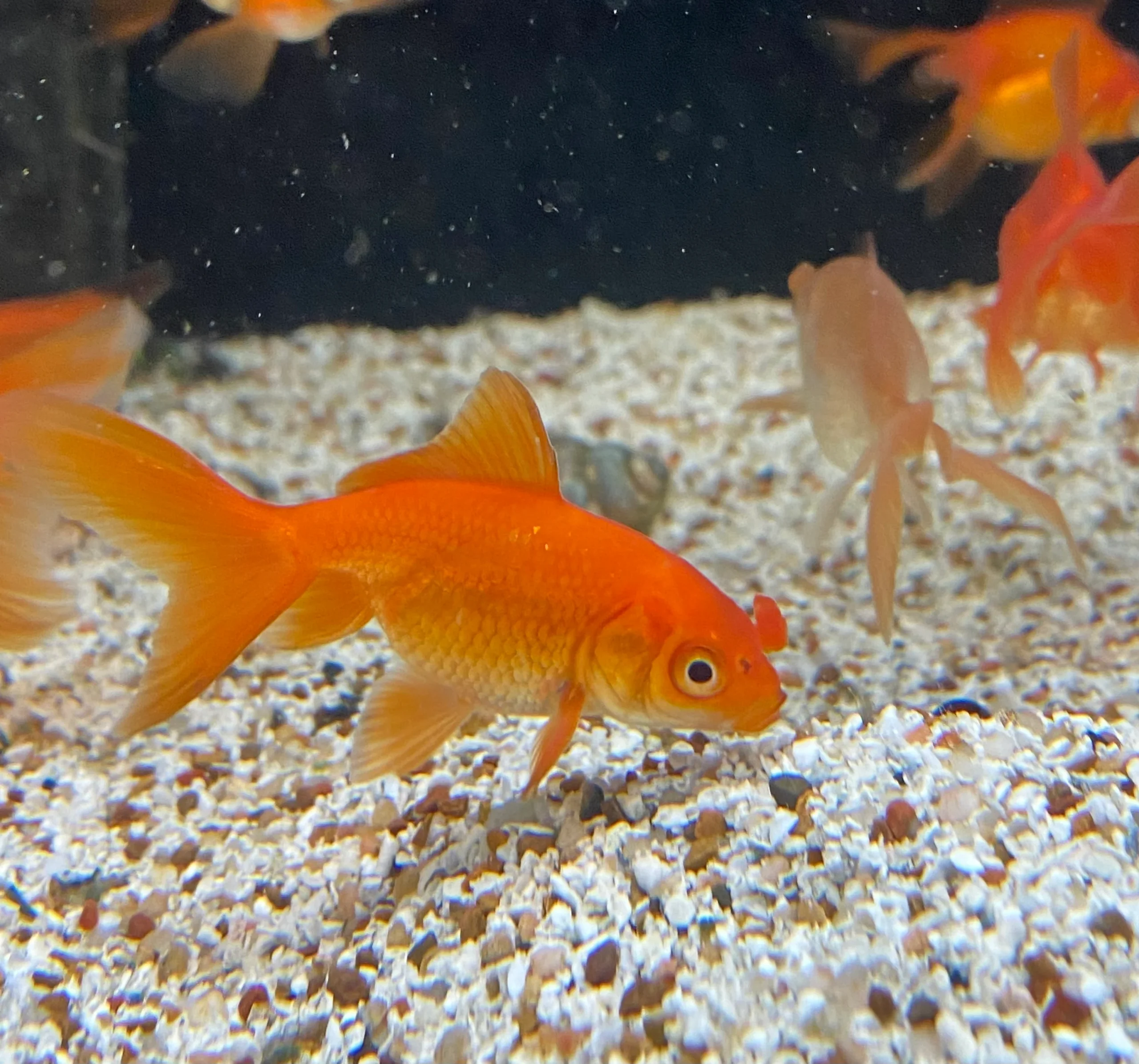 types of goldfish